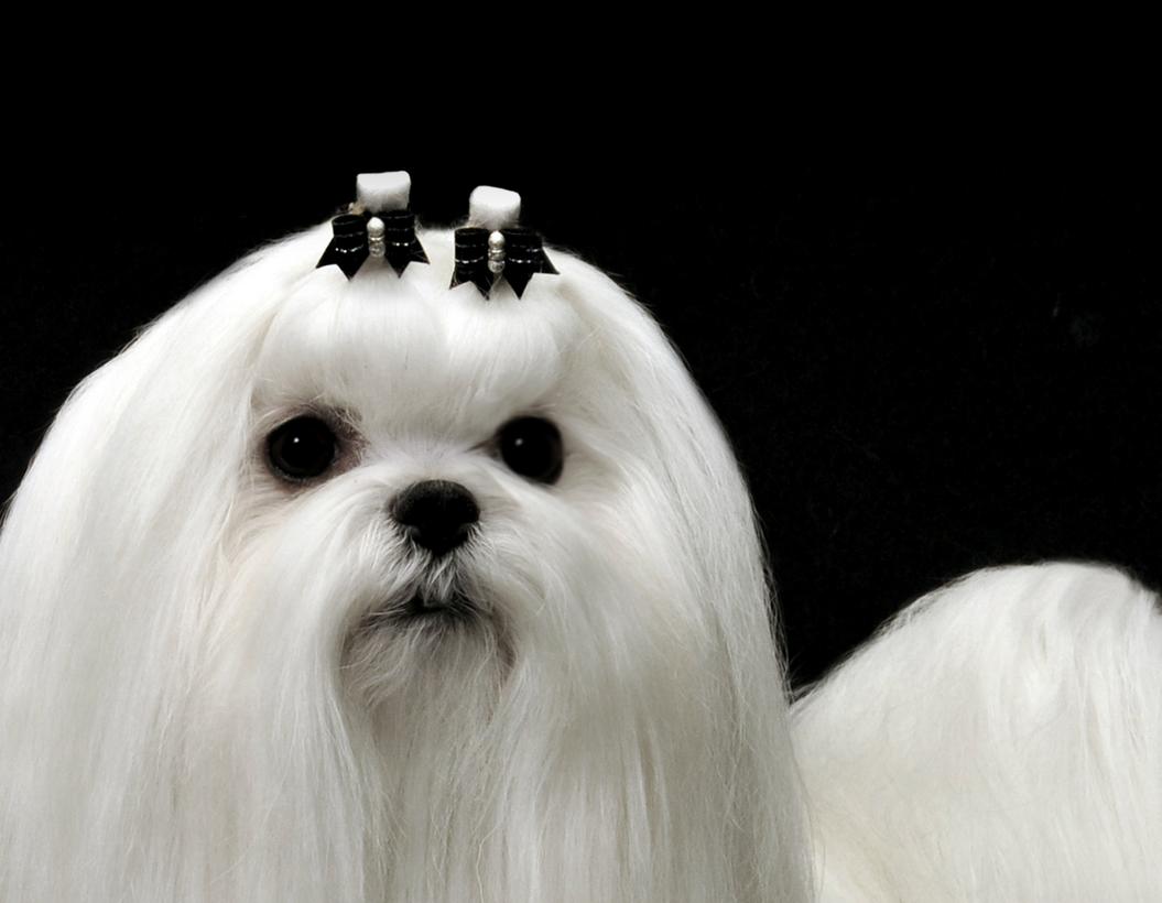 Maltese show dogs >