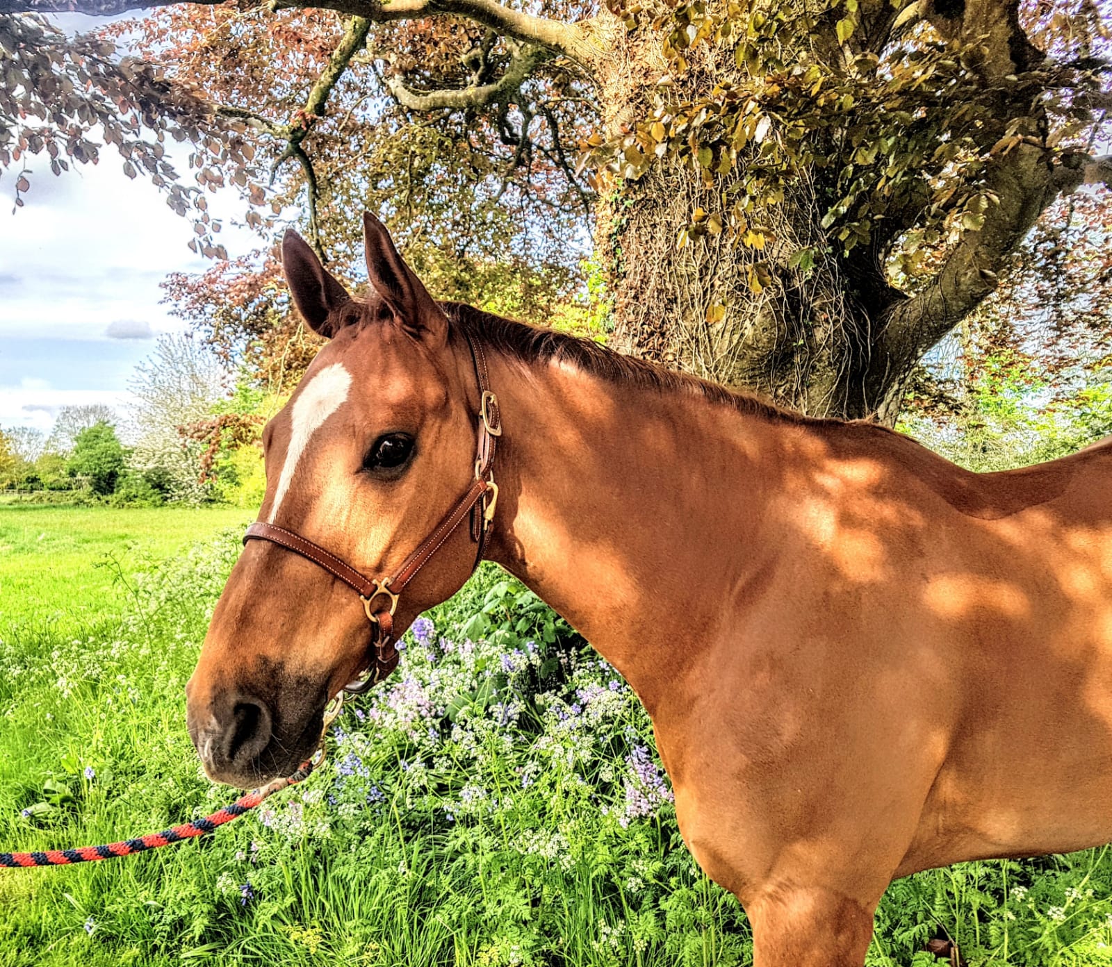 Horses for Sale Richmond Park Stud
