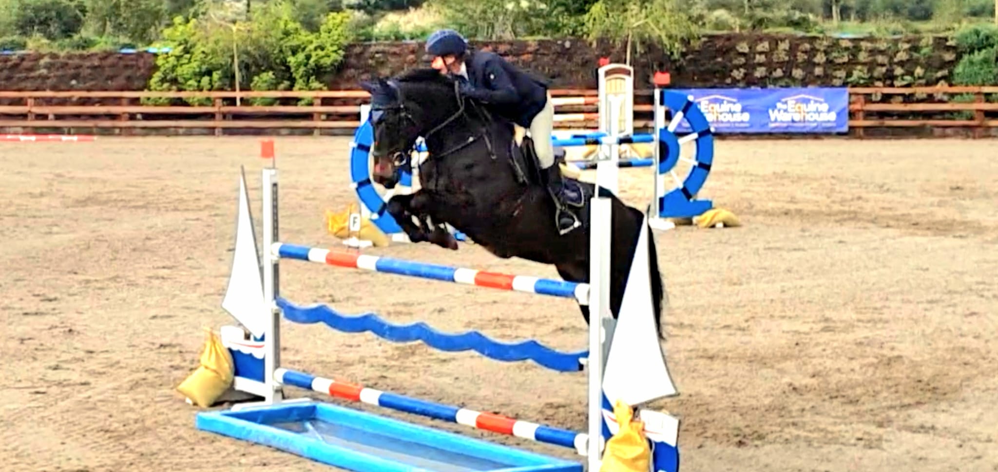 Horses for Sale Richmond Park Stud