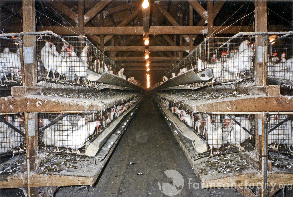 Raising Chickens 2.0 No More Coop and Run!