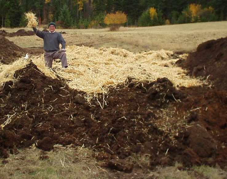 pigs turning compost