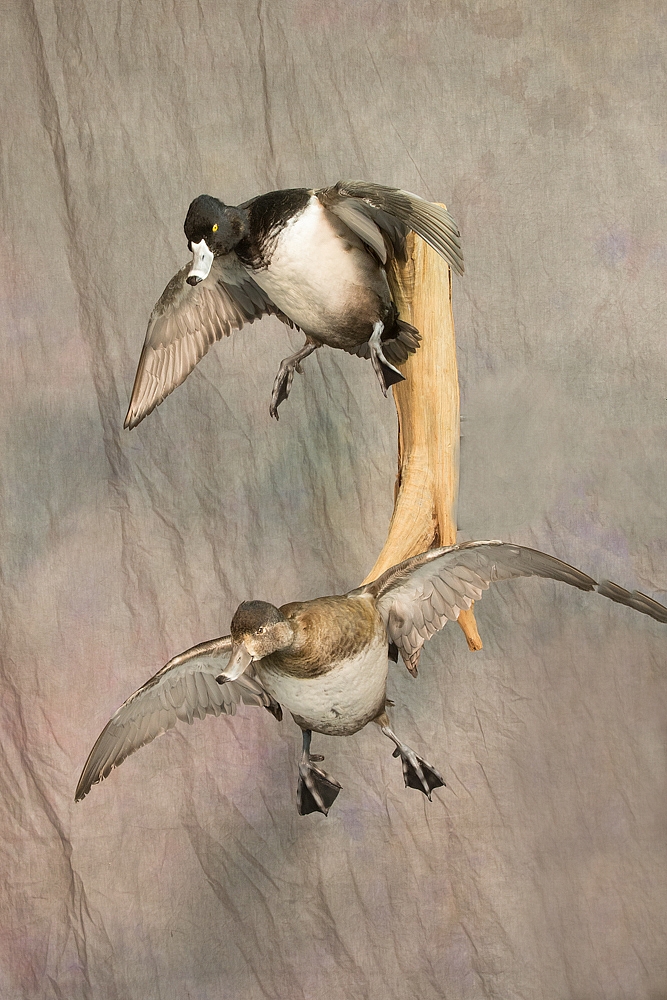 Wisconsin Taxidermist Rich's Taxidermy Gallery of Birds in Mukwonago