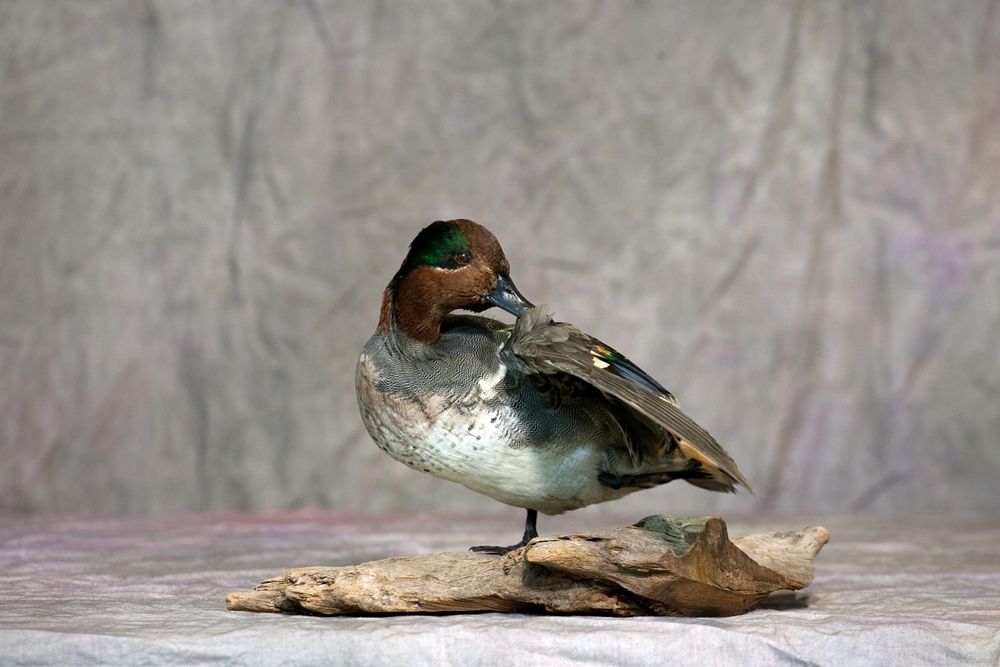 Wisconsin Taxidermist Rich's Taxidermy Gallery of Birds in Mukwonago