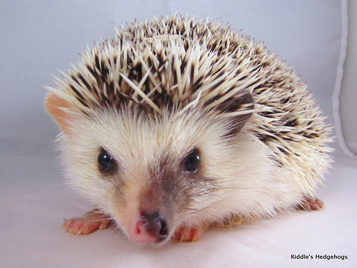 Our Herd Riddle's Hedgehogs Hedgehog Breeder in Northern Virginia