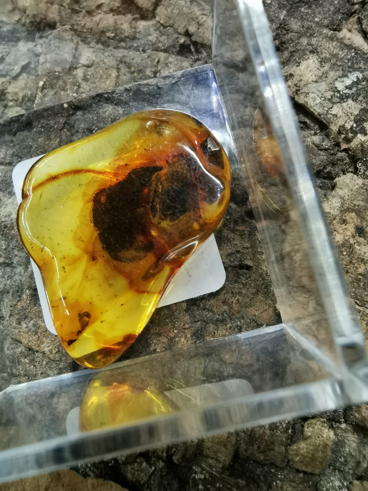 Baltic Amber with Inclusion Beetle Ridgeway Frozen