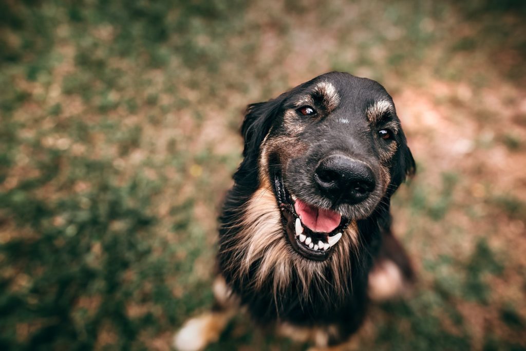Hund kastrieren oder nicht?