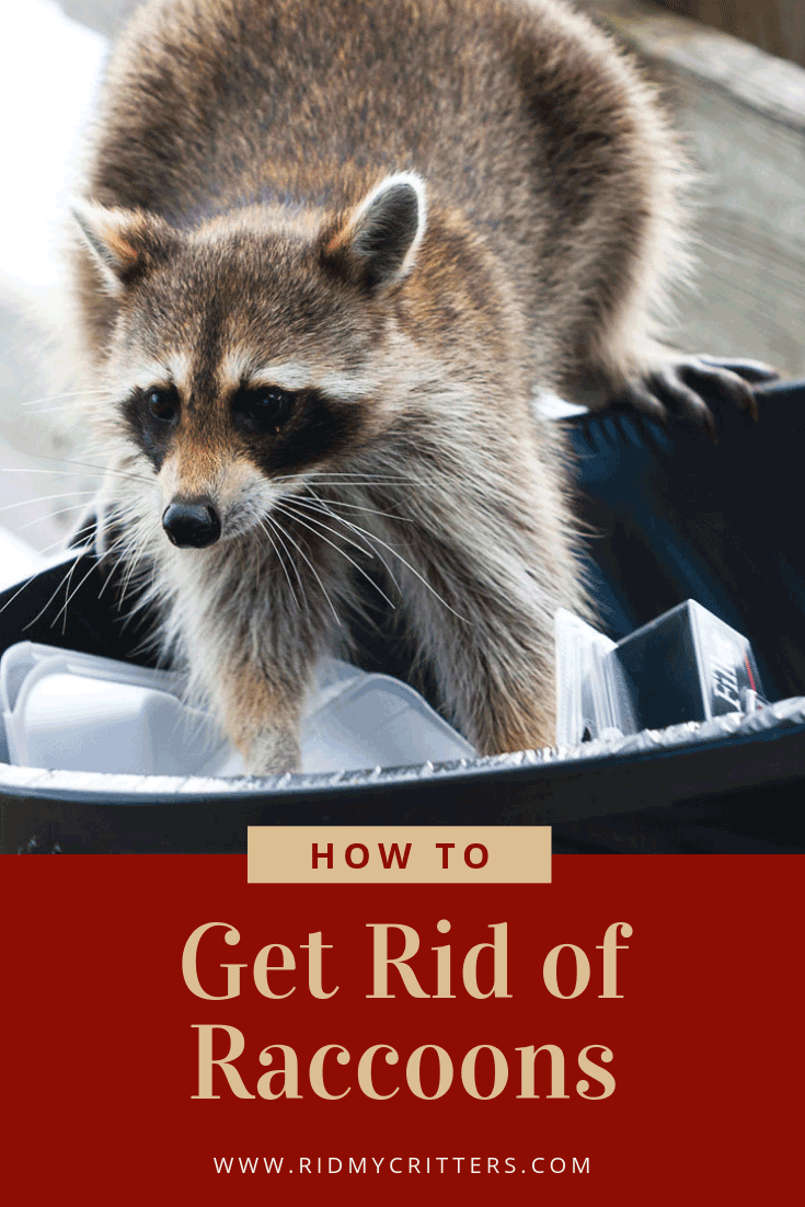 How to Get Rid of Raccoons (from the Yard, Attic, or Under the House)
