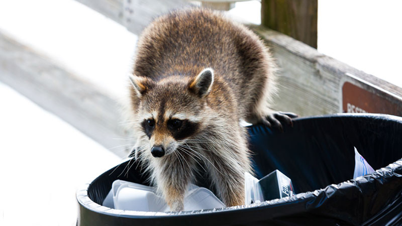 How to Get Rid of Raccoons (from the Yard, Attic, or Under the House)