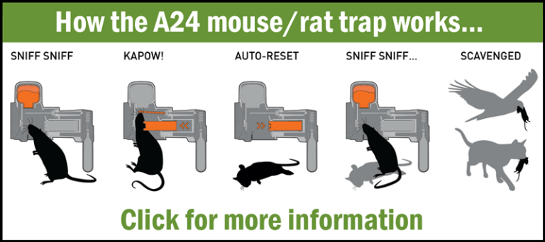 8 Best Mouse Repellents in 2025 (Safe and Effective)