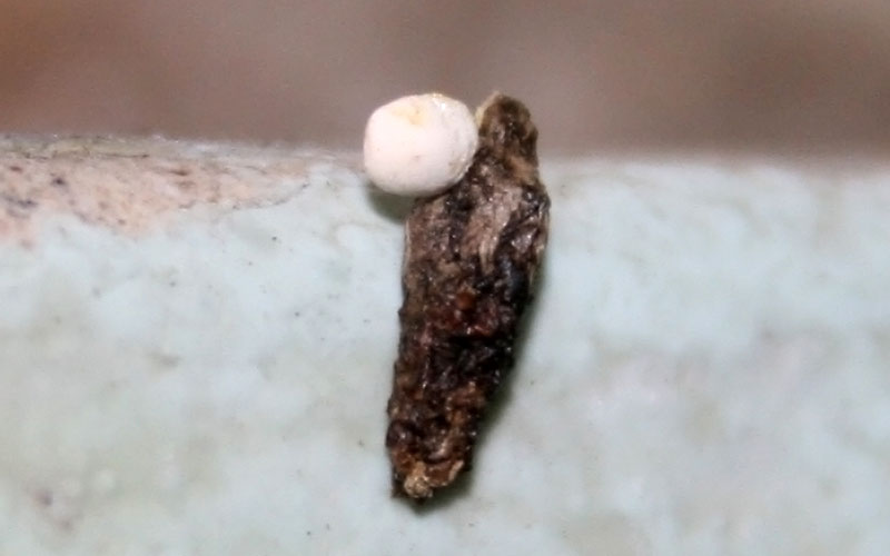 What Does Lizard Poop Look Like? (Identify Lizard Droppings)