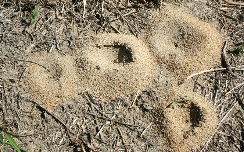 15 Ways to Get Rid of Ant Hills (Naturally or Chemically)