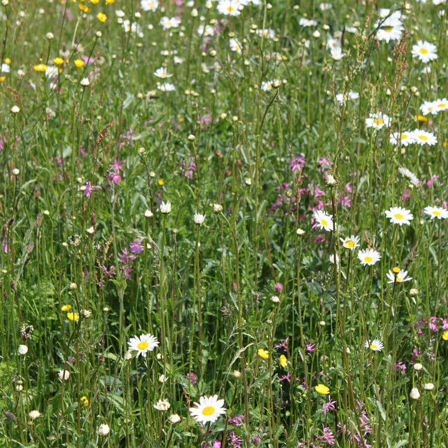 Acidic Soils 80/20 Grasses & Wildflowers Rigby Taylor