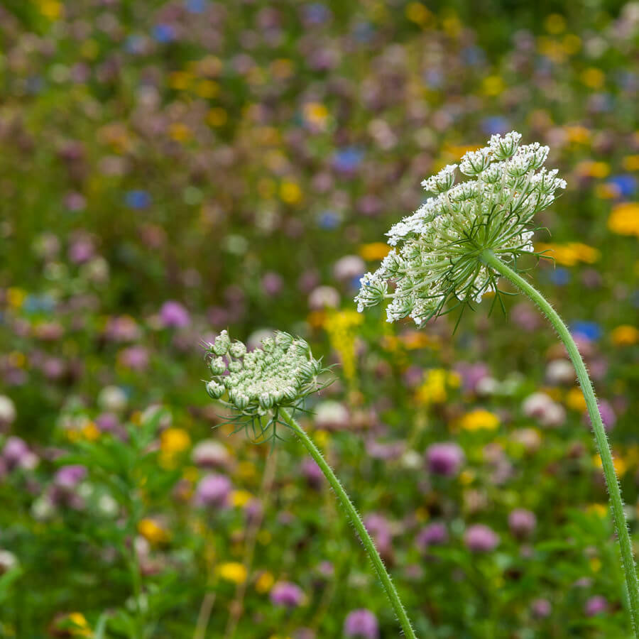 Clay Soils 80/20 Grasses & Wildflowers Rigby Taylor