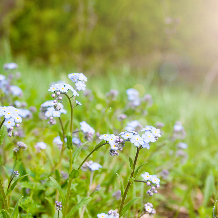 Dry, Sandy Soils 80/20 Grasses & Wildflowers Rigby Taylor
