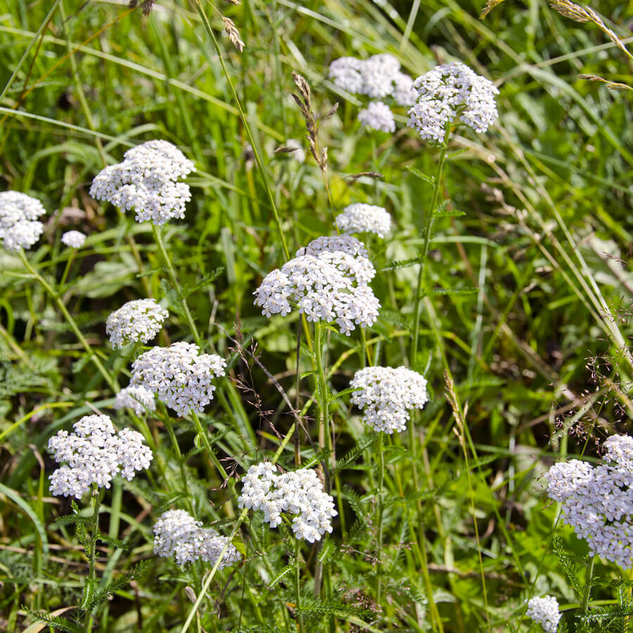 Dry, Sandy Soils 100 Wildflowers Rigby Taylor
