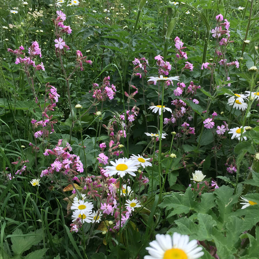Woodland & Heavy Shade 80/20 Grasses & Wildflowers Rigby Taylor