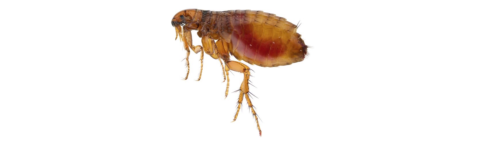 End of Lease Pest Control Melbourne Right Pest Control