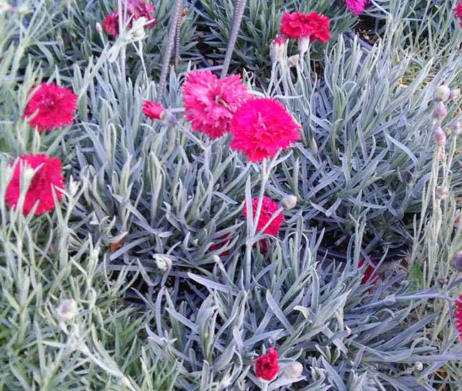 Perennials Jean's the Right Plant Place