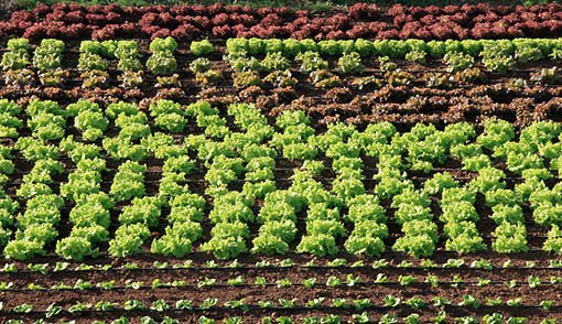 Agricultura ecolÃ³gica. Â¿CÃ³mo vender mis productos?