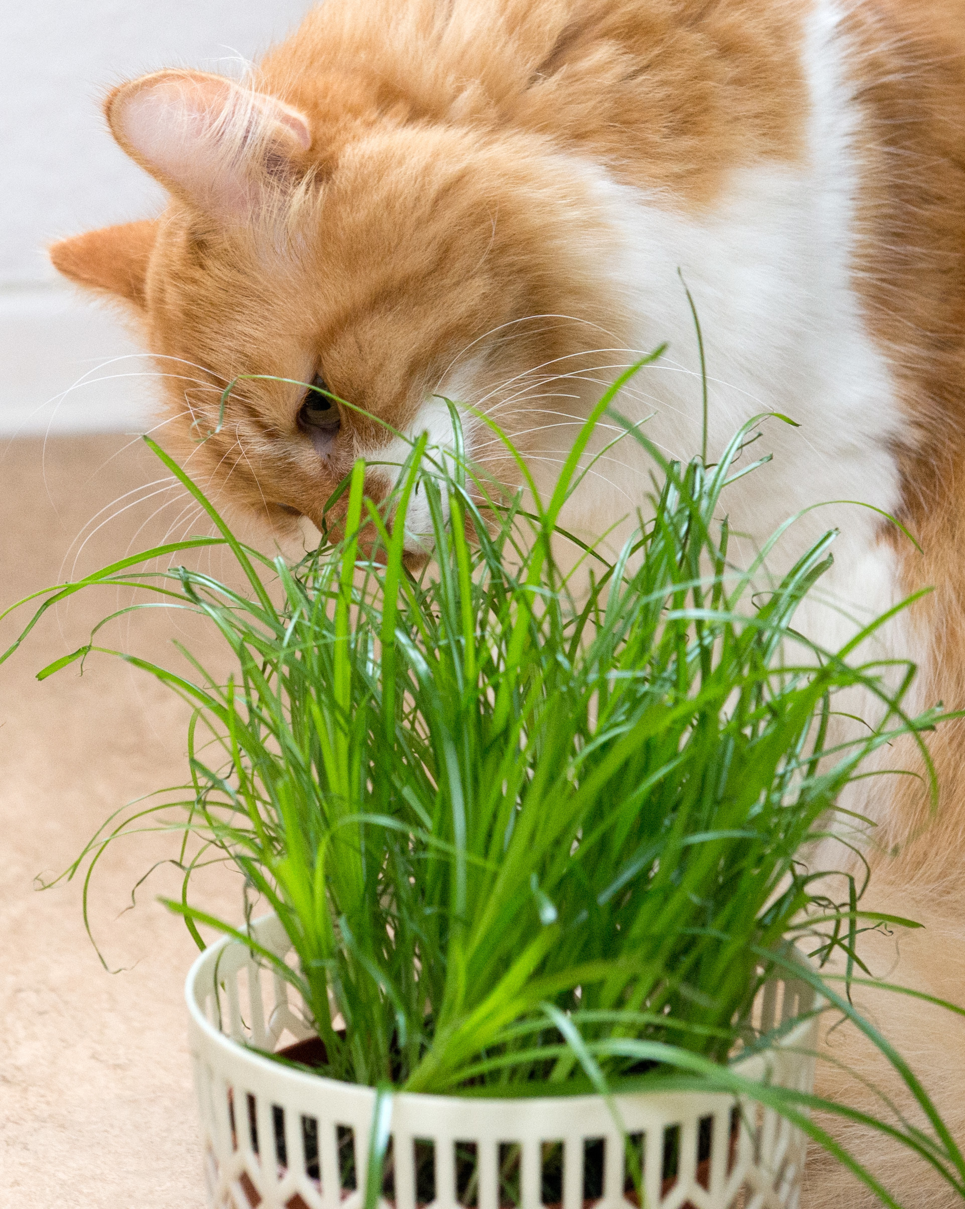 Plantas en casa, el peligro verde de nuestras mascotas