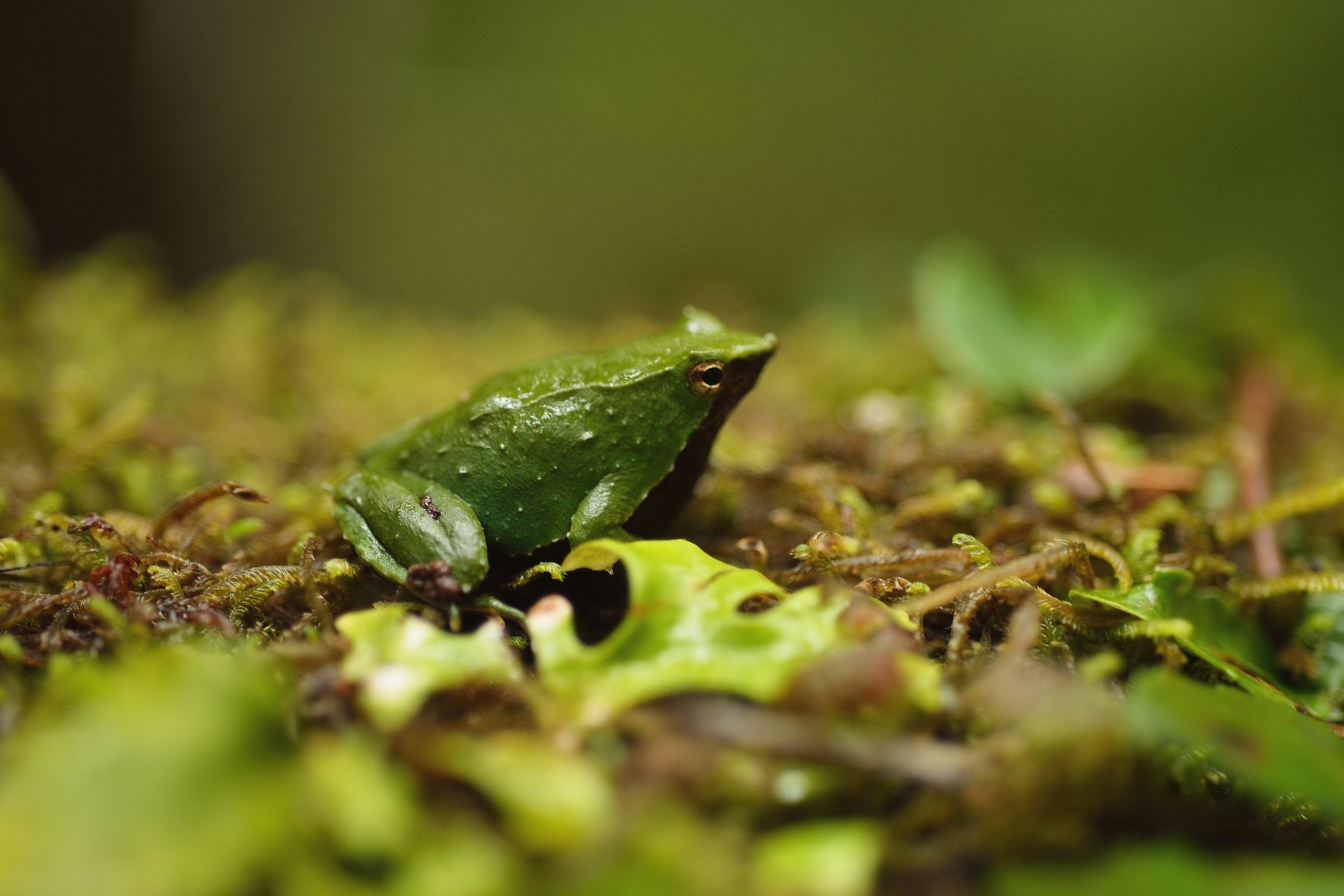 Chile y Argentina refuerzan la protección de la ranita de Darwin, una especie al borde de la extinción