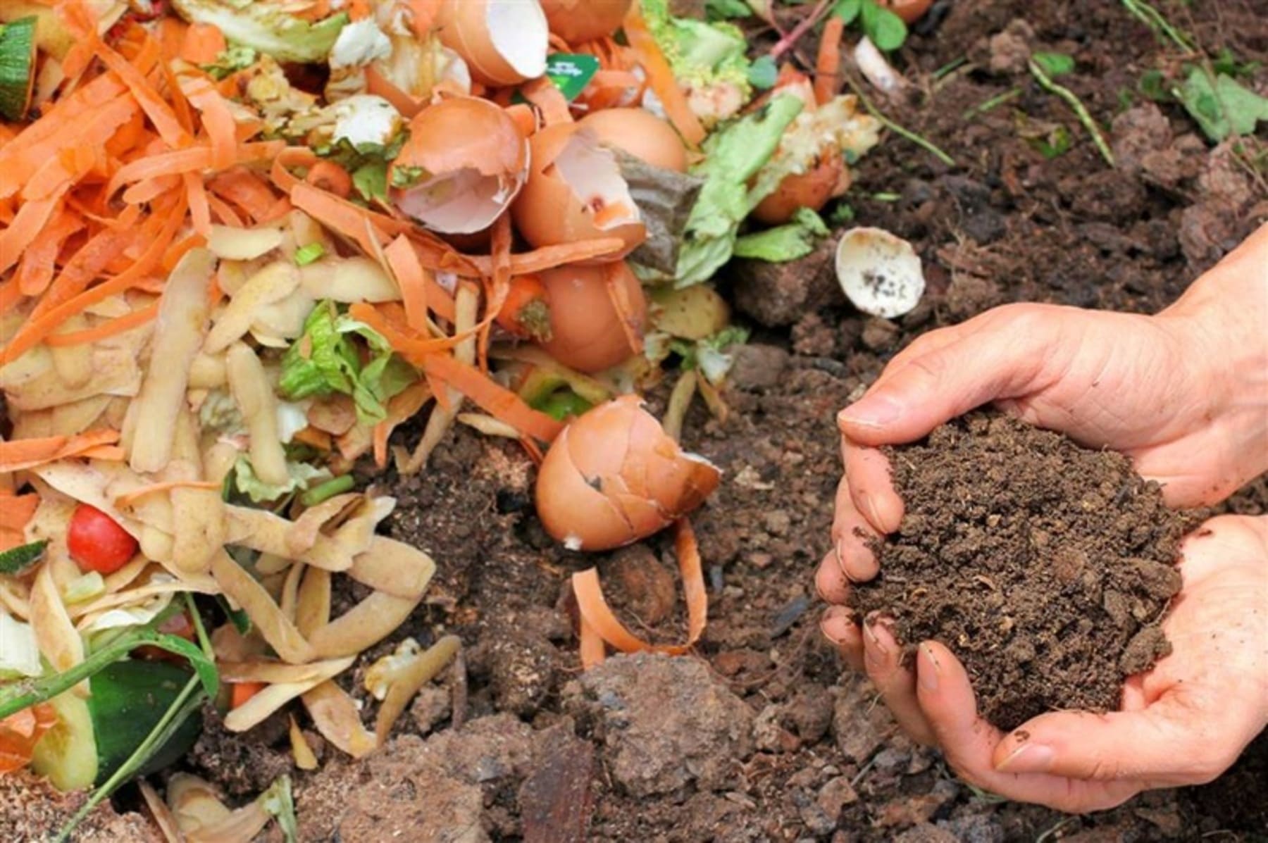 Compost: el fertilizante natural que fortalece tu jardín en otoño y ayuda a resistir las heladas
