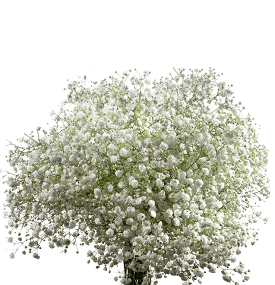 Gypsophila Rio Roses