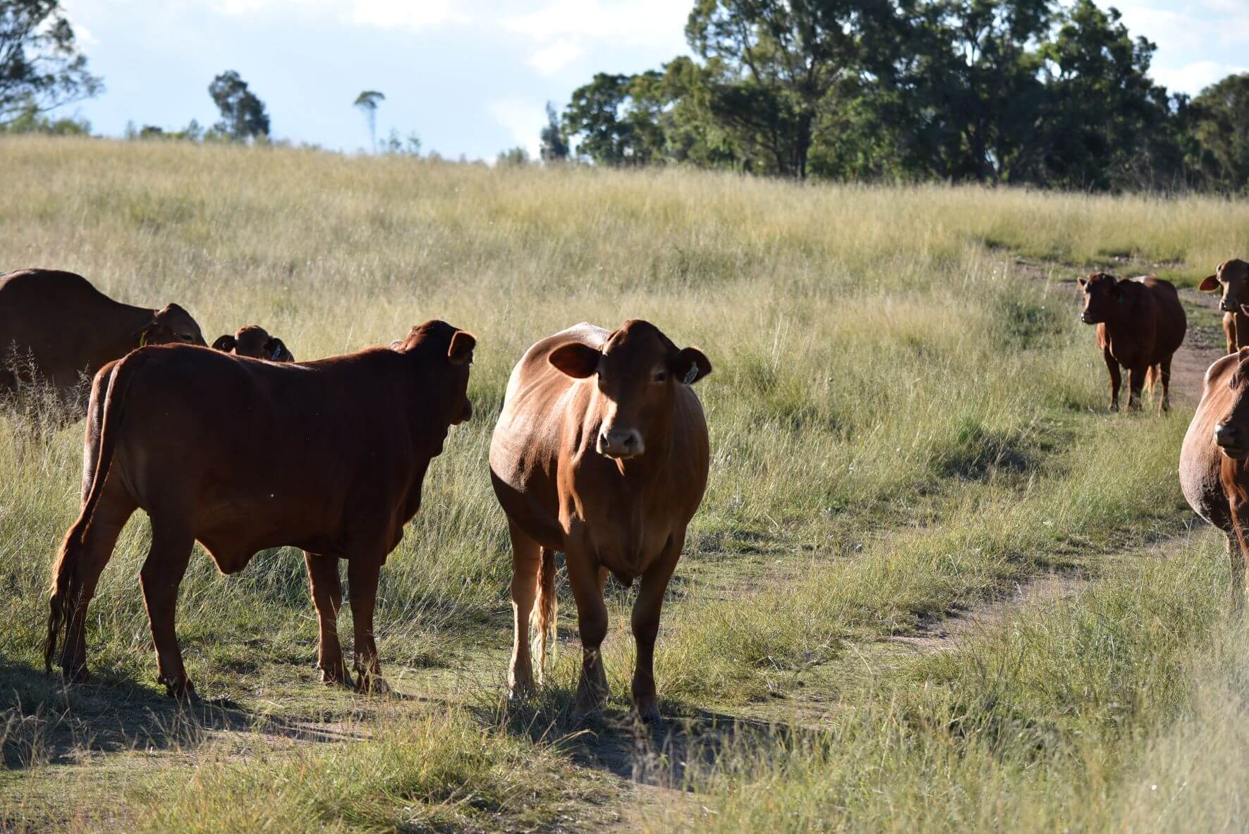 Livestock Agistment Risdon Stud