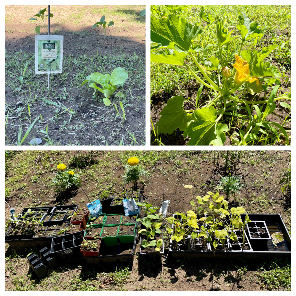 Agway True Value of Ballston Spa Helps Hedgerow's Garden Grow RISE