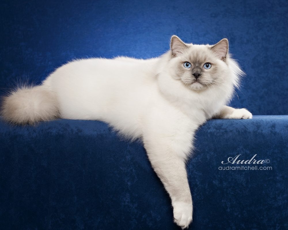 Male Ragdoll Cats for Sale South Carolina Riterags Ragdolls