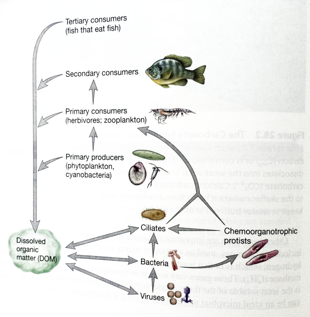 foodchainsfoodwebs Ritu's Biology Hub