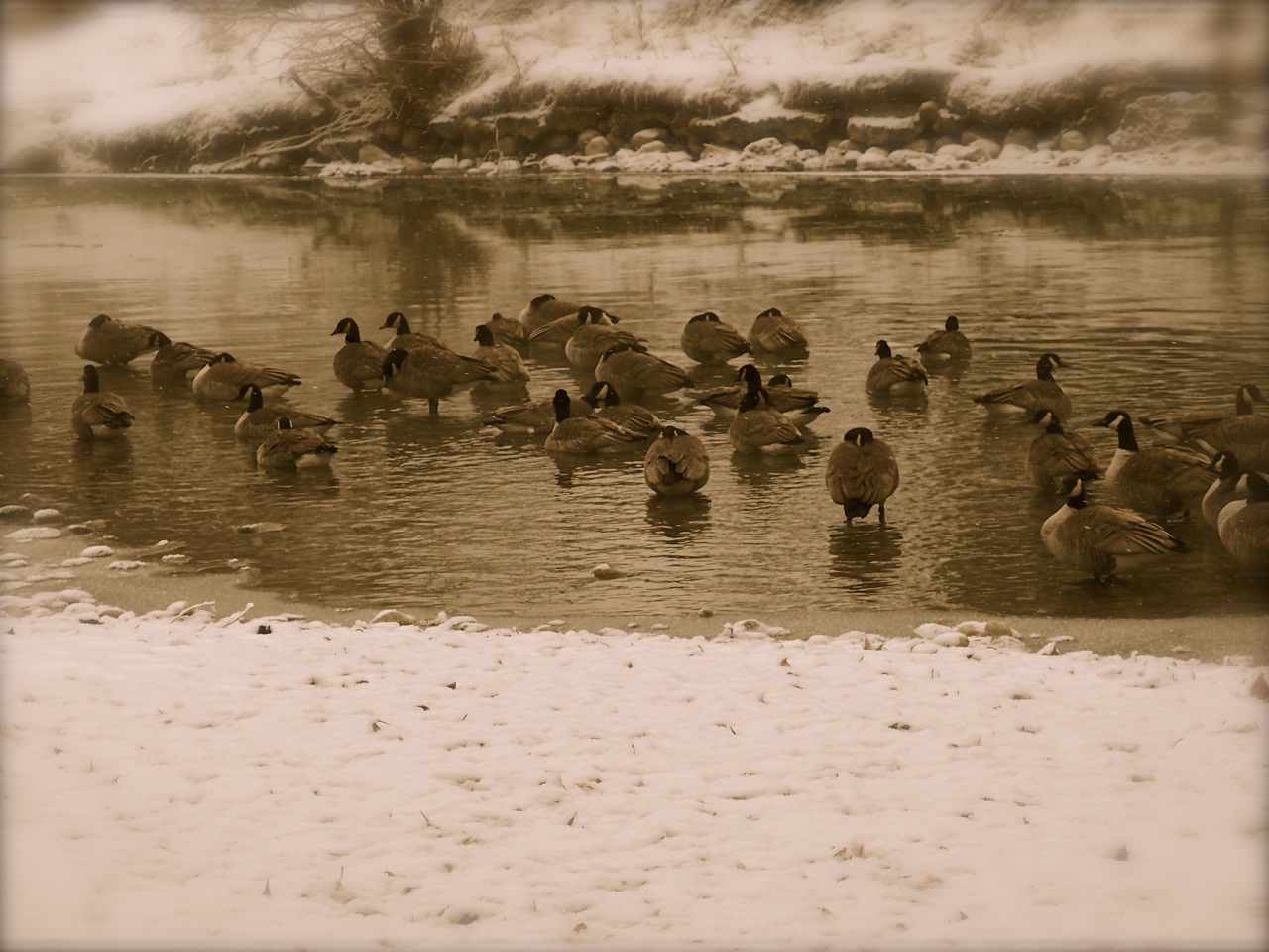 elbowriver3 River Grande Estates Award Winning Condos, Lindsay