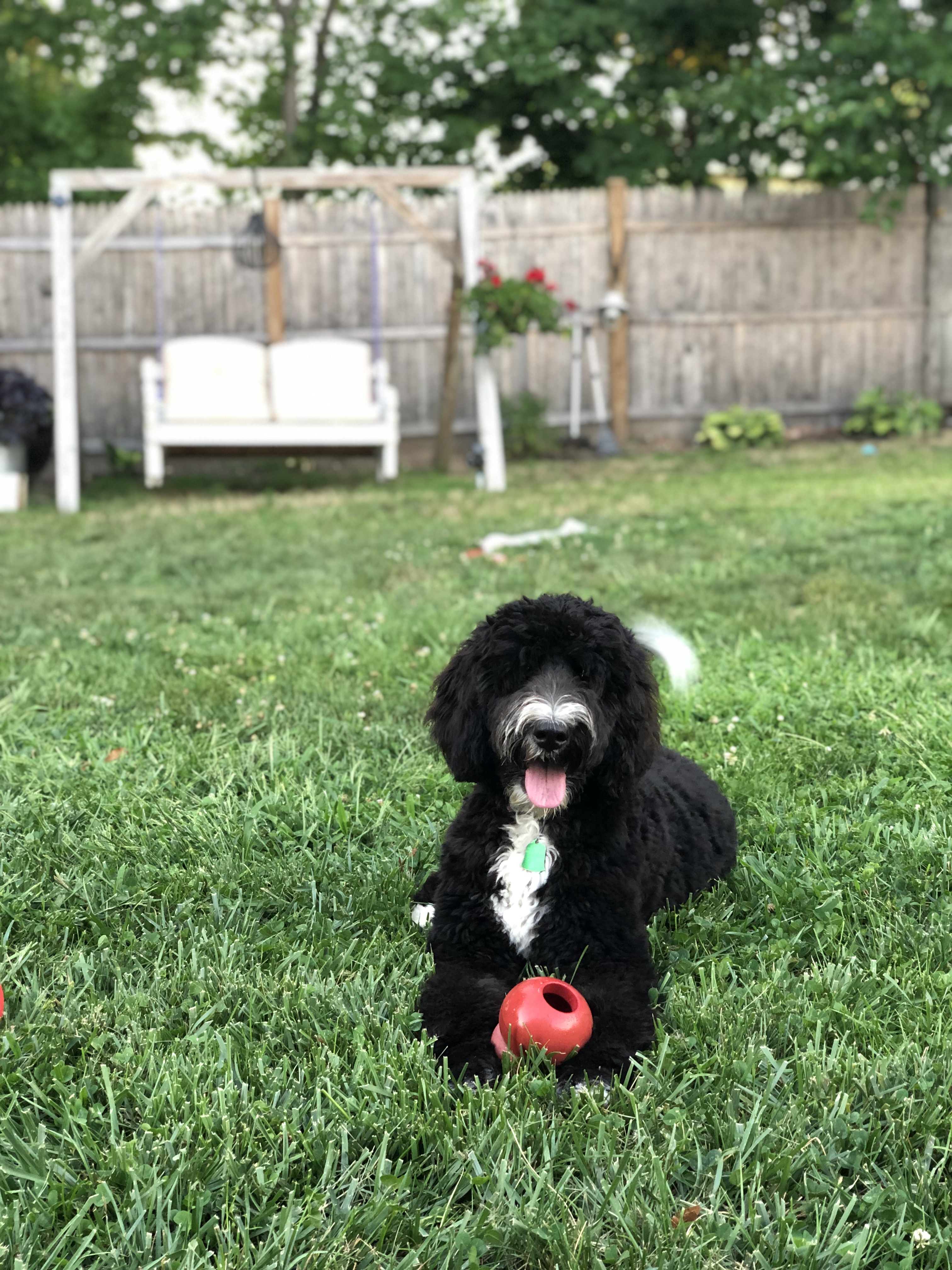 Service Dogs in Training River's Edge Dog Academy