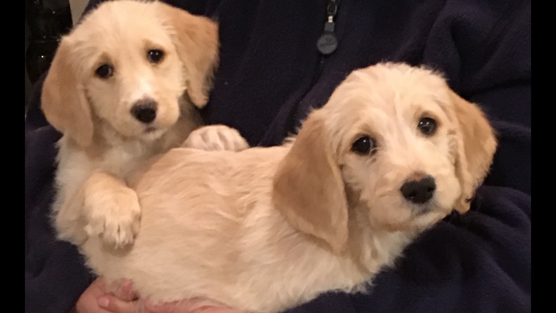 Service Dogs in Training River's Edge Dog Academy