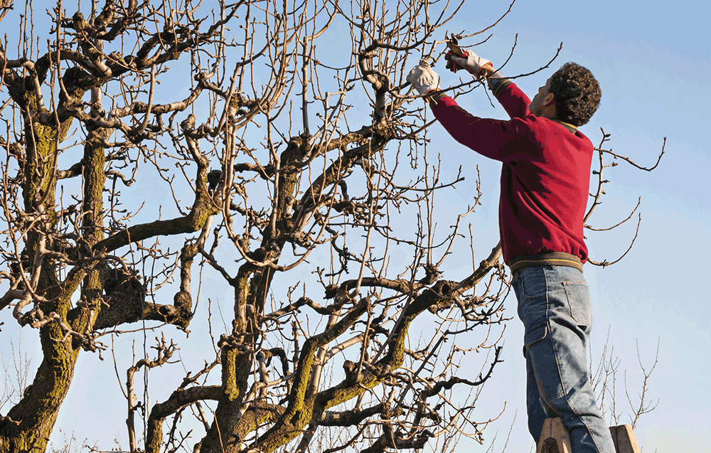 Understanding the Different Types of Tree Pruning Techniques