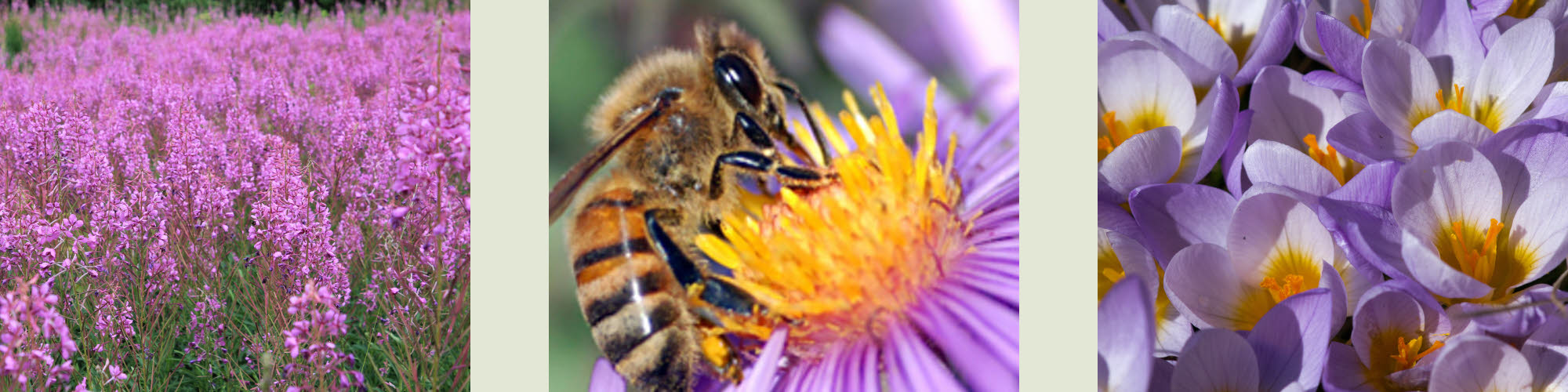 Beekeeping Supplies Ireland Online Bees Supplies