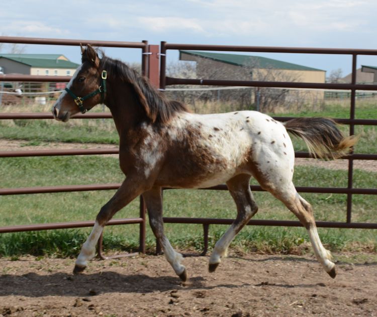 Rivervale Farm Horses for Sale