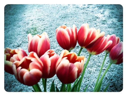 Spring: Tulips Inside, Snow Outside – Riveted