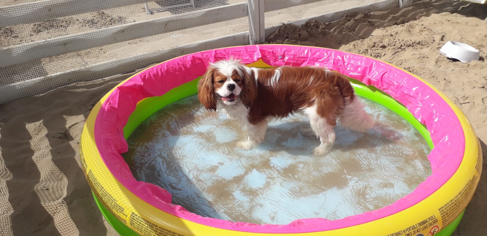 Romagna la tua destinazione Pet Friendly Riviera di Bellezza