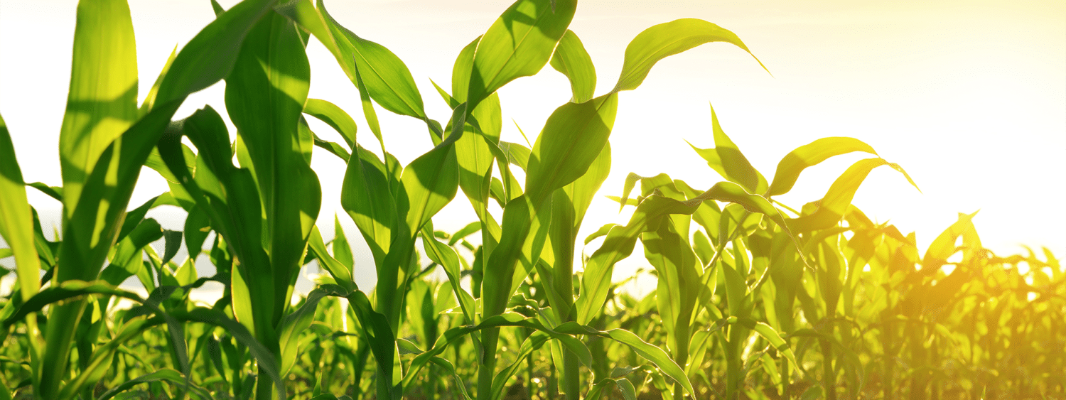 Corn crop / Maize crop drip Irrigation system Rivulis