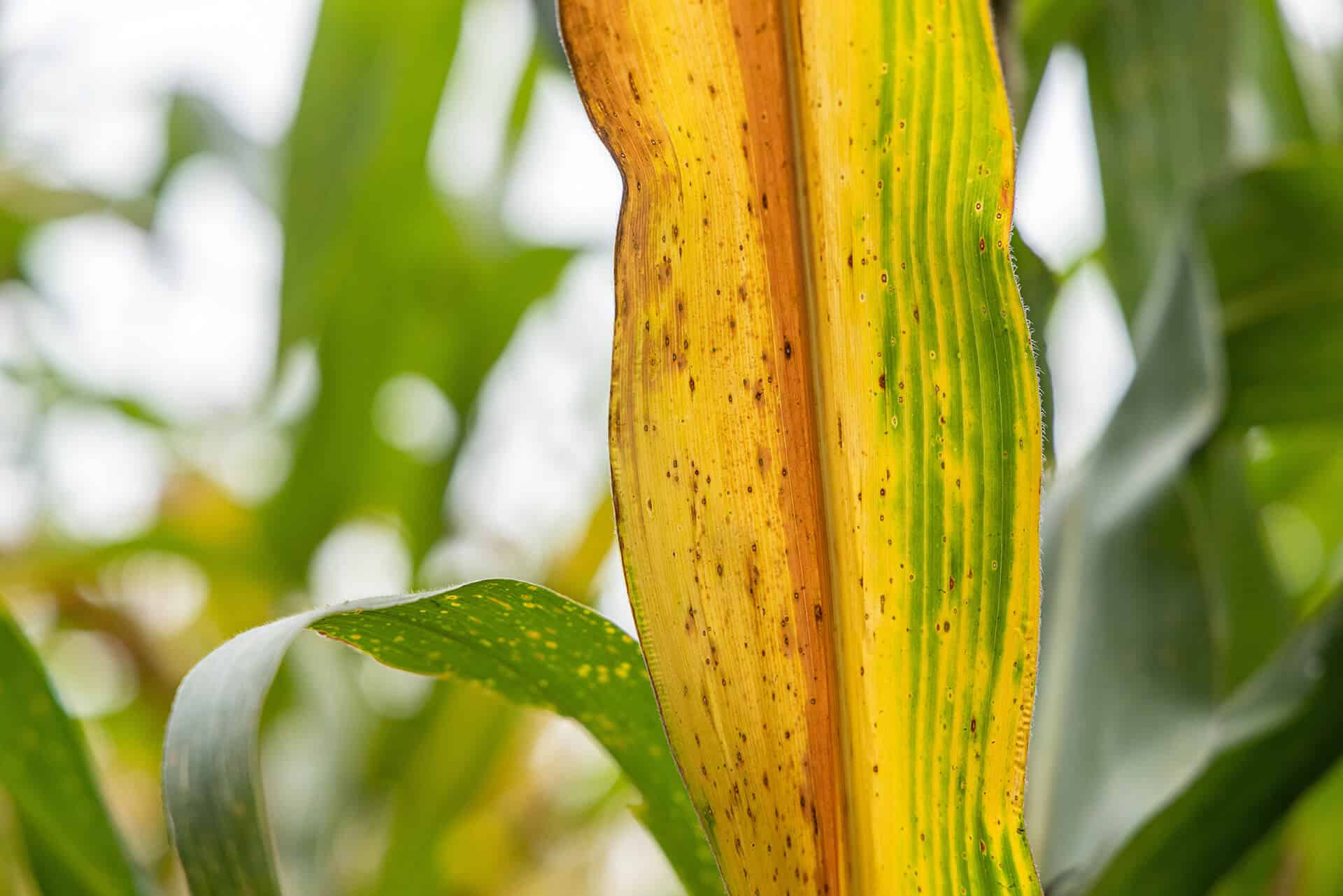 5 Signs you might be overirrigating or underirrigating