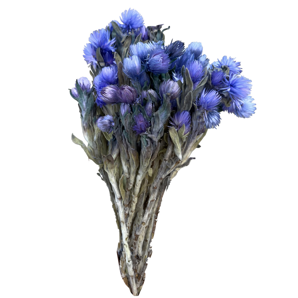 14 in. Vintage Blue Dried Everlasting Straw Flowers Dried Flowers