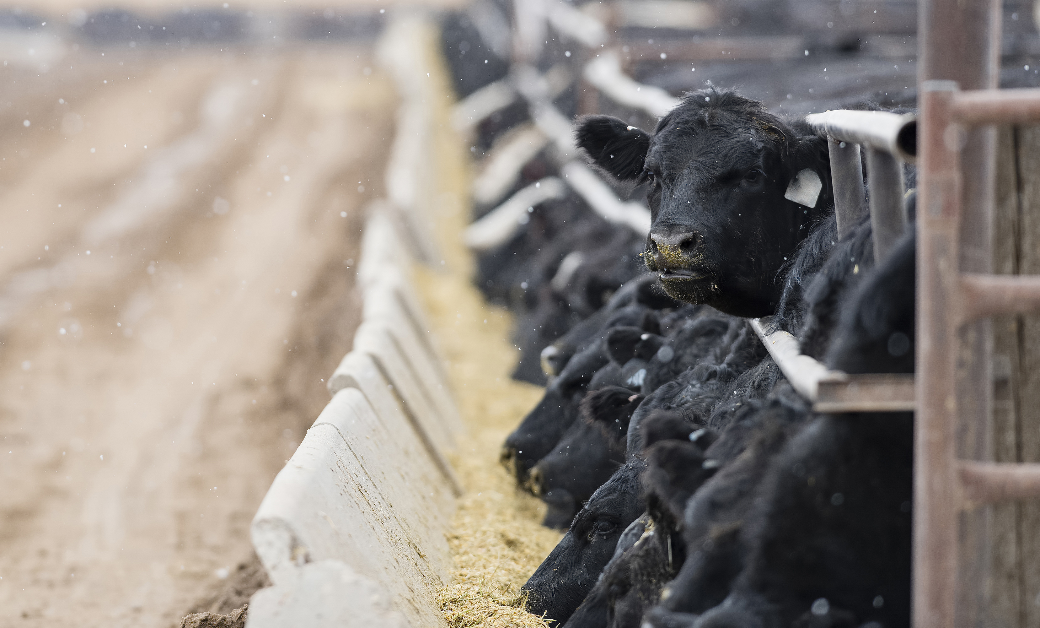RJO takes first delivery of the new Live Cattle contract, the first
