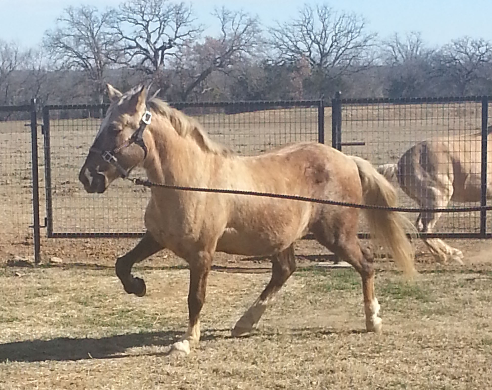 Horses for Sale Rancho de las Brisas