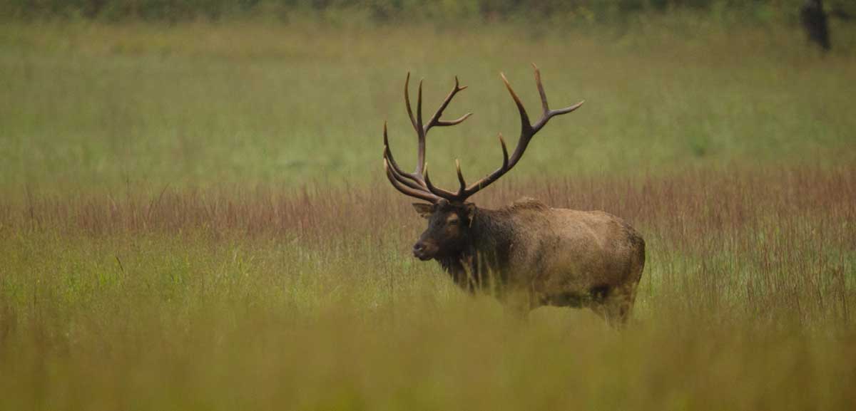 Kentucky Proposes 201819 Elk Hunting Quotas Rocky Mountain Elk