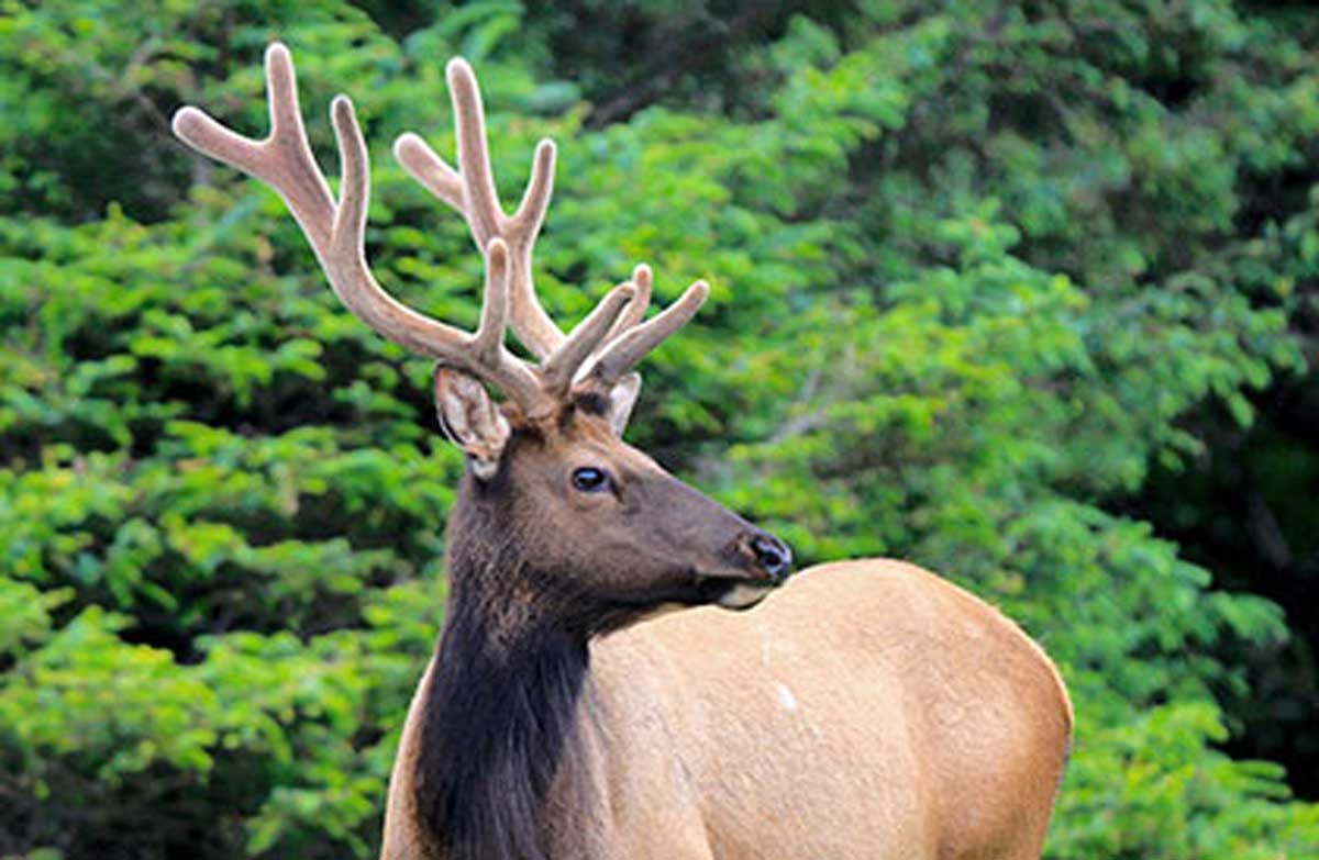 Weigh In on Oregon’s 2019 Hunting Regulations Rocky Mountain Elk