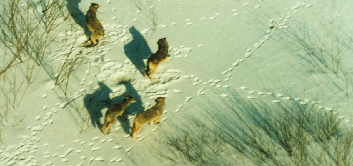 Wisconsin Wolf Population 200 Percent above Objective Rocky Mountain