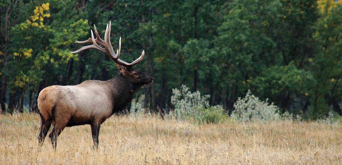Why do elk have tails? Rocky Mountain Elk Foundation