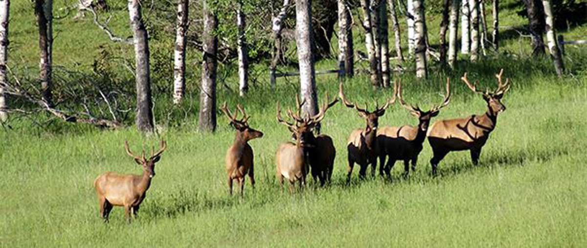 South Dakota to Determine 2018 Elk Contingency Licenses Rocky