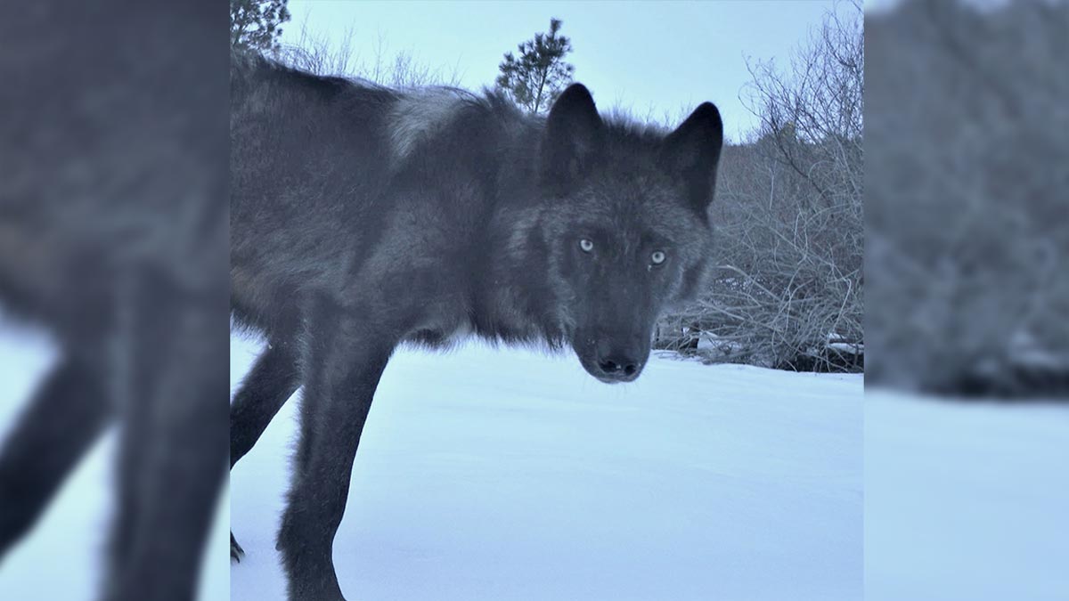 Idaho Proposes Changes in 2020 Wolf Hunting/Trapping Season Rocky